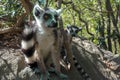 Ring Tailed Lemur kata ,Portrait,Close up Ring-tailed lemur.Wild nature Madagascar Royalty Free Stock Photo