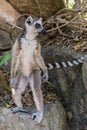 Ring Tailed Lemur kata , stand on two legs Close up Wild lemur,wild nature Madagascar