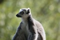 Ring Tailed Lemur keeping watch over the family Royalty Free Stock Photo