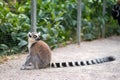 Ring-tailed lemur kept in a zoo in captivity. Royalty Free Stock Photo