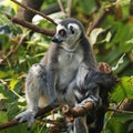 ring-tailed lemur is a large strepsirrhine primate,  black and white ringed tail. It belongs to Lemuridae Royalty Free Stock Photo