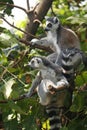 Ring tailed lemur is a large strepsirrhine primate,  black and white ringed tail. It belongs to Lemuridae Royalty Free Stock Photo