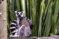 Ring-tailed lemur is a large strepsirrhine primate known as maky, maki or hira Royalty Free Stock Photo