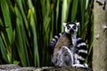 Ring-tailed lemur is a large strepsirrhine primate known as maky, maki or hira Royalty Free Stock Photo