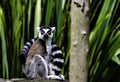 Ring-tailed lemur is a large strepsirrhine primate known as maky, maki or hira Royalty Free Stock Photo