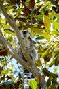 Ring-tailed lemur climbing in a tree looking for food. Royalty Free Stock Photo