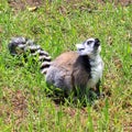 Ring-tailed Lemur - Lemur catta Royalty Free Stock Photo