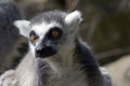 Ring Tailed Lemur, Lemur Catta Royalty Free Stock Photo