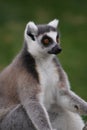 Ring-tailed Lemur - Lemur catta