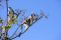 Ring-tailed lemur, lemur catta, anja Royalty Free Stock Photo