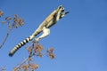 Ring-tailed lemur, lemur catta, anja Royalty Free Stock Photo