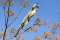 Ring-tailed lemur, lemur catta, anja Royalty Free Stock Photo