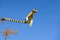 Ring-tailed lemur, lemur catta, anja Royalty Free Stock Photo