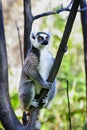 Ring-tailed lemur, lemur catta, anja Royalty Free Stock Photo