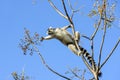 Ring-tailed lemur, lemur catta, anja Royalty Free Stock Photo