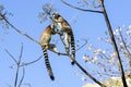 Ring-tailed lemur, lemur catta, anja Royalty Free Stock Photo
