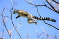 Ring-tailed lemur, lemur catta, anja Royalty Free Stock Photo