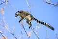 Ring-tailed Lemur, Lemur Catta, Anja