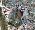 Ring-tailed lemur, lemur catta, baby and mum Royalty Free Stock Photo