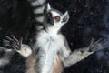 Ring-tailed lemur (Lemur Catta) behind a glass aviary zoo