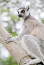 Ring-tailed lemur (lemur catta)