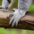 Ring-tailed lemur (lemur catta)