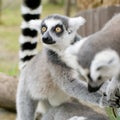 Ring-tailed lemur (lemur catta)