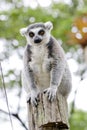 Ring-tailed lemur (lemur catta)