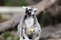 Ring-tailed Lemur (Lemur Catta) Eating A Fruit