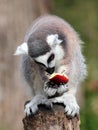 Ring-tailed lemur (Lemur catta) eating a fruit Royalty Free Stock Photo