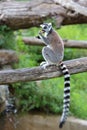 Ring-tailed lemur (Lemur catta) eating a fruit Royalty Free Stock Photo