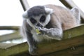 Ring Tailed Lemur Lemur catta eating a green grape