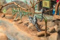 The ring tailed lemur (lemur catta) eating