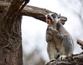 Ring-tailed lemur (lemur catta) enjoying a lollipop. Royalty Free Stock Photo