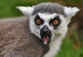 Ring-tailed Lemur Lemur catta