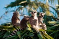 Ring-tailed Lemur Lemur catta