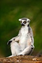 Ring-tailed Lemur, Lemur catta, with green clear background. large strepsirrhine primate in the nature habitat. Cute animal from Royalty Free Stock Photo