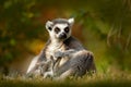 Ring-tailed Lemur, Lemur catta, with green clear background. large strepsirrhine primate in the nature habitat. Cute animal from M Royalty Free Stock Photo