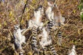 Ring-tailed lemur Lemur catta, group in a tree Royalty Free Stock Photo