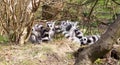 Ring-tailed lemur Lemur catta, group in a tree Royalty Free Stock Photo