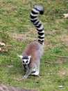 Ring-tailed lemur (Lemur catta) moving on the ground