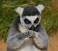 A ring-tailed lemur looking down with paws held together in front Royalty Free Stock Photo