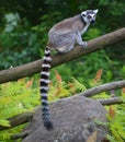 The ring-tailed lemur Lemur catta is a large strepsirrhine primate