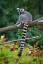 The ring-tailed lemur Lemur catta is a large strepsirrhine primate