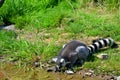 The ring-tailed lemur Lemur catta is a large strepsirrhine primate