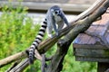 The ring-tailed lemur Lemur catta is a large strepsirrhine primate