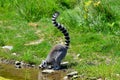 The ring-tailed lemur Lemur catta is a large strepsirrhine primate