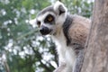 Ring lemur catta on a tree