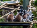 Ring tailed lemurs on a platform. Calgary Zoo Calgary Alberta Canada Royalty Free Stock Photo