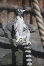 The ring-tailed lemur, Lemur catta is a large strepsirrhine primate